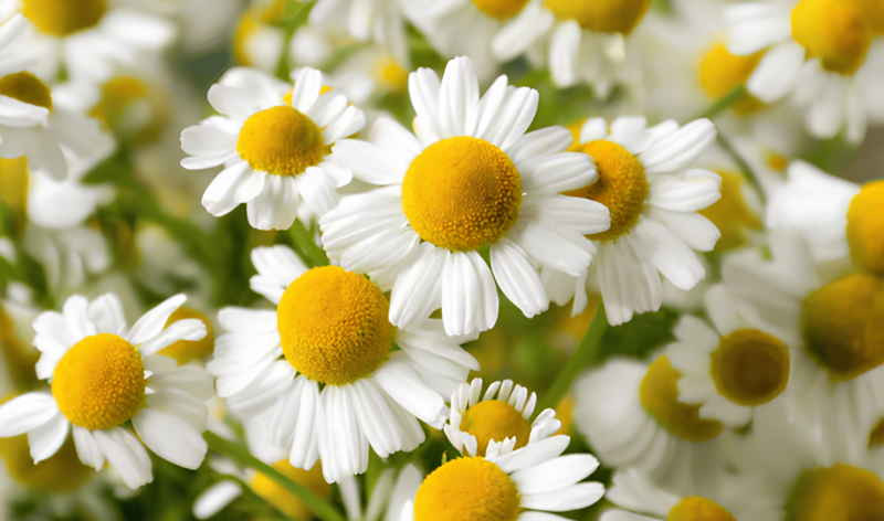 Chamomile Tea for Women's Health: Menstrual Relief, Hormone Balance, and Wellness