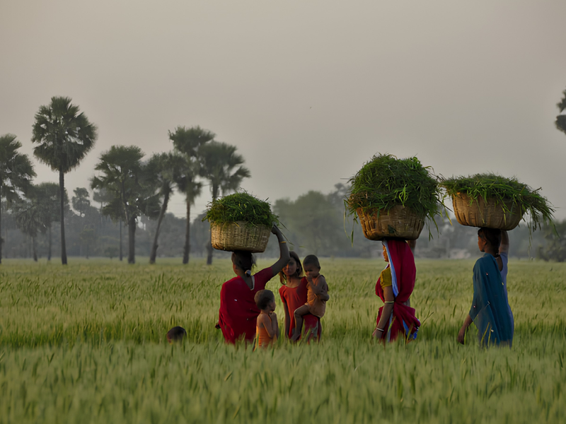 Cultivating Change: Nirvana Organic India & The OCS Foundation's Sustainable Agriculture Mission