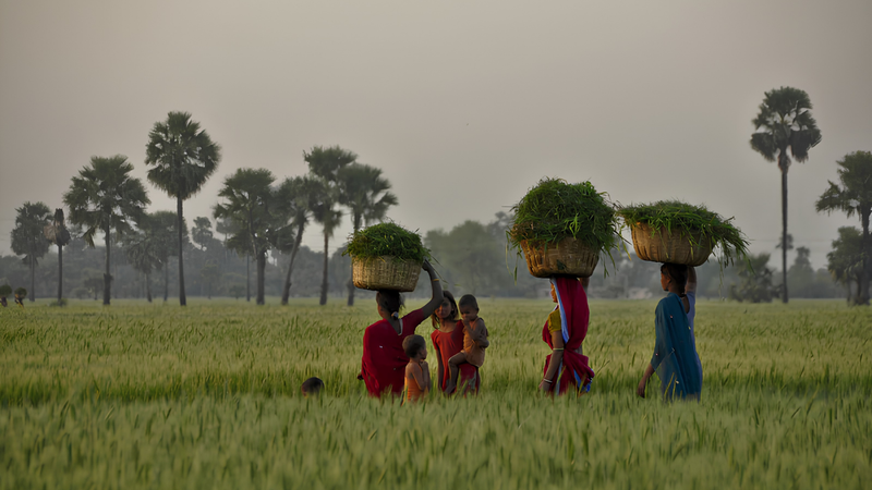 Cultivating Change: Nirvana Organic India  & The OCS Foundation's Sustainable Agriculture Mission