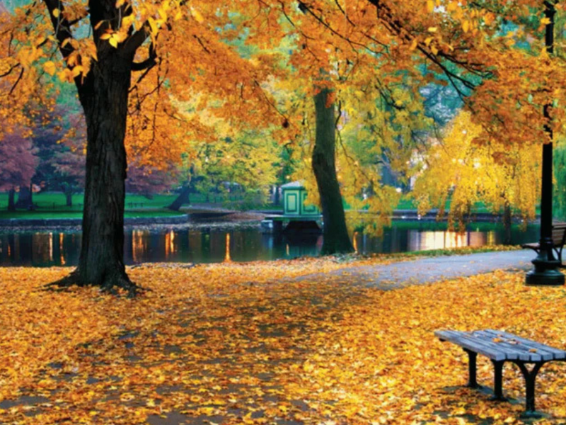 Discover the Most Satisfying Autumn Treats from Nirvana