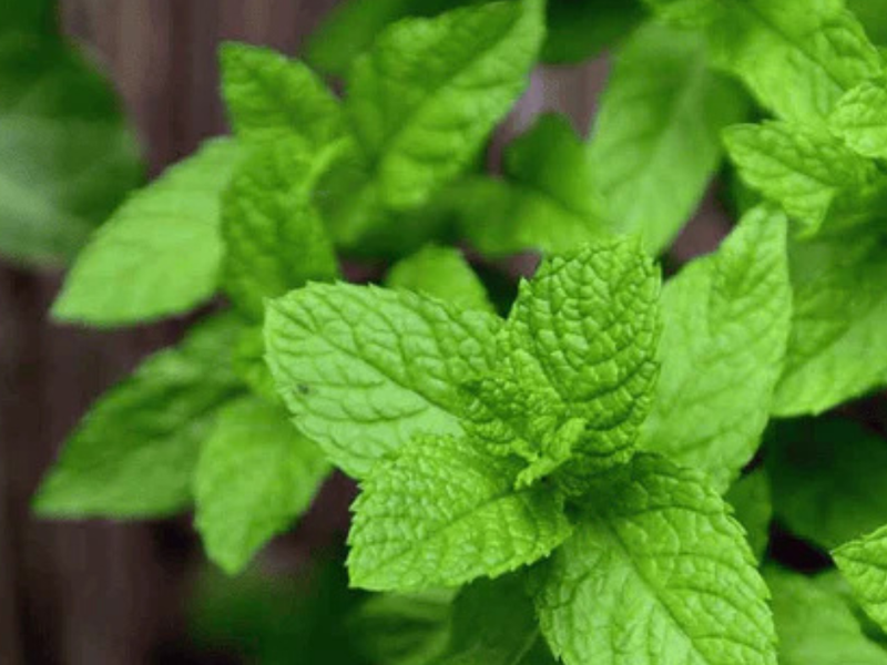  Discover the Top 10 Herbs in Nirvana Organic's Evening Blend