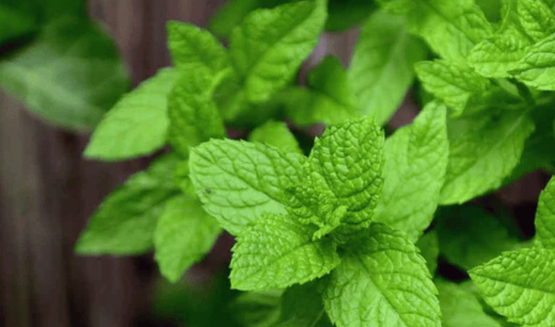 Discover the Top 10 Herbs in Nirvana Organic's Evening Blend