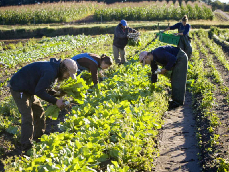 Evolving Organic Farming in India: A Green Revolution