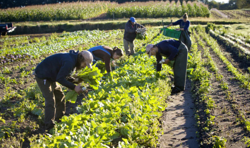 Evolving Organic Farming in India: A Green Revolution
