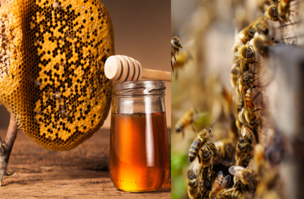 5 Reasons to Switch to Raw Forest Honey for a Healthier Lifestyle