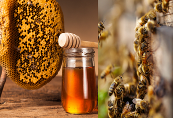 5 Reasons to Switch to Raw Forest Honey for a Healthier Lifestyle