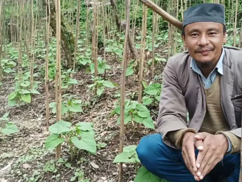 How Himalayan Rajma is Cultivated: A Glimpse into Traditional Farming