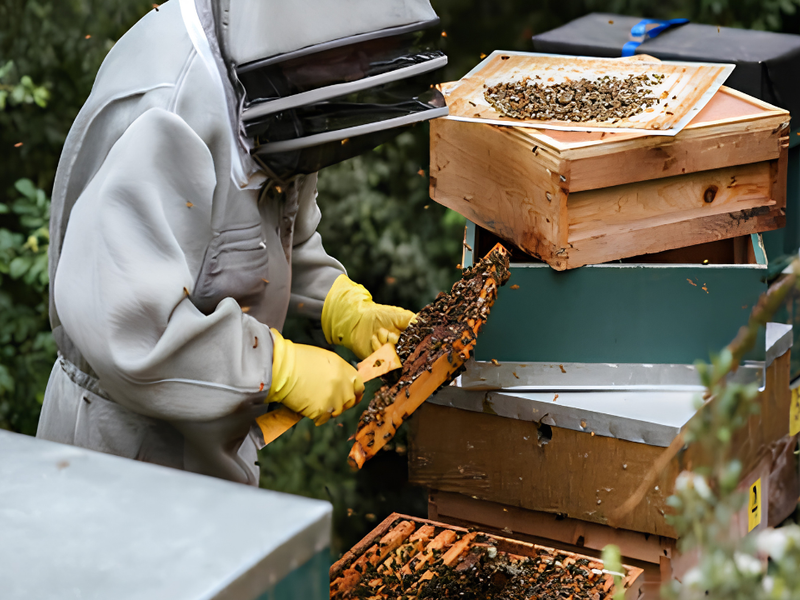 How Raw Honey Can Boost Immunity and Improve Digestion