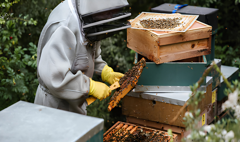 How Raw Honey Can Boost Immunity and Improve Digestion