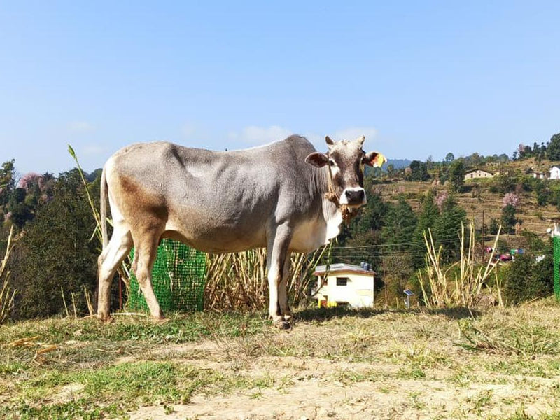 What's So Special About Badri Cow Ghee?