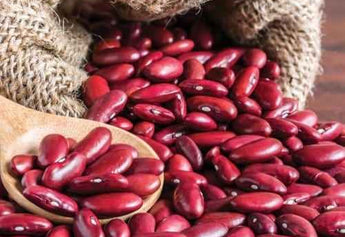 Himalayan Rajma: The Superfood Boost Your Diet Needs