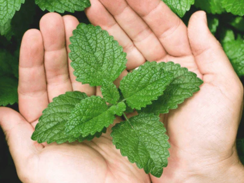 Mint: A Cooling Herb for Stress Relief and Relaxation