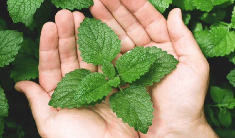 Mint: A Cooling Herb for Stress Relief and Relaxation
