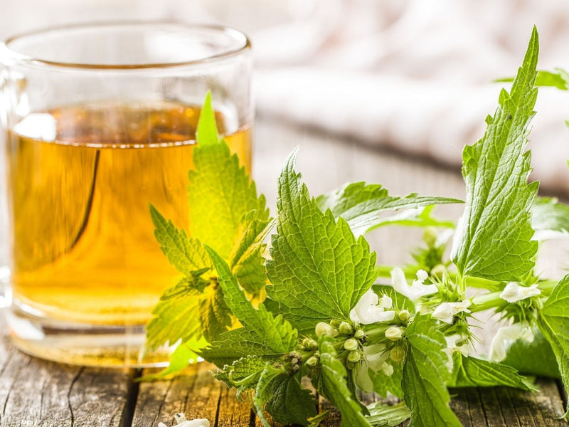 Nettle Tea Benefits for Hormones