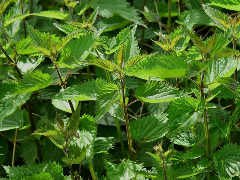 Nettle Tea Benefits for Women: The Ultimate Evidence-Based Guide to Benefits, Uses & Safety