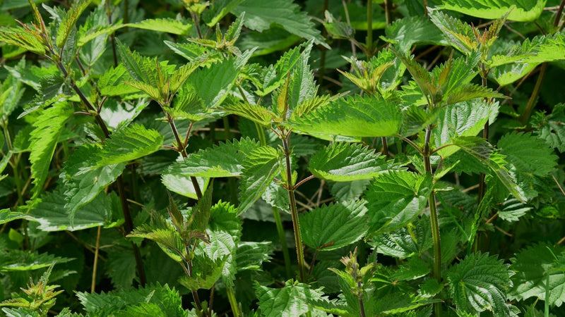 Nettle Tea Benefits for Women: The Ultimate Evidence-Based Guide to Benefits, Uses & Safety