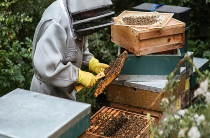 How Raw Honey Can Boost Immunity and Improve Digestion