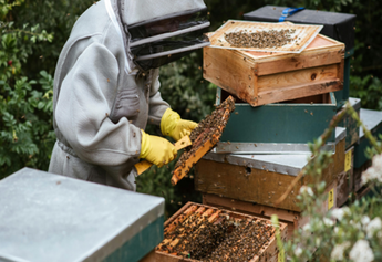 How Raw Honey Can Boost Immunity and Improve Digestion