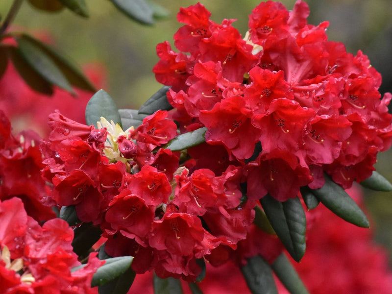 How to Make Rhododendron Flower Juice: Guide to Authentic Himalayan Buransh Juice