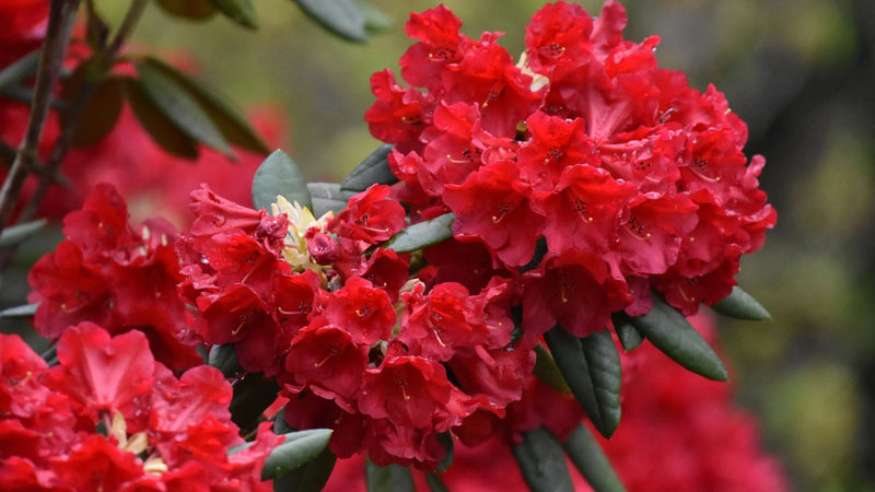 How to Make Rhododendron Flower Juice: Guide to Authentic Himalayan Buransh Juice