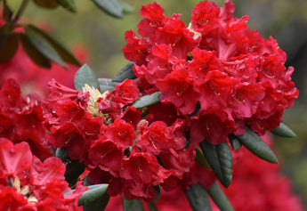 How to Make Rhododendron Flower Juice: Guide to Authentic Himalayan Buransh Juice