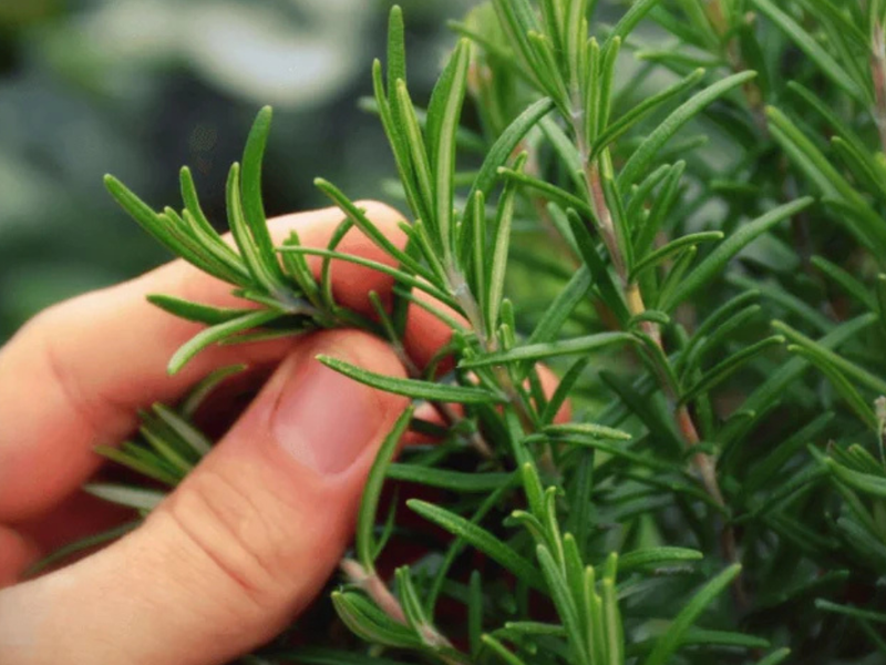  Rosemary: Your Hair's Secret Weapon