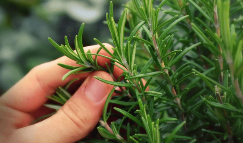 Rosemary: Your Hair's Secret Weapon