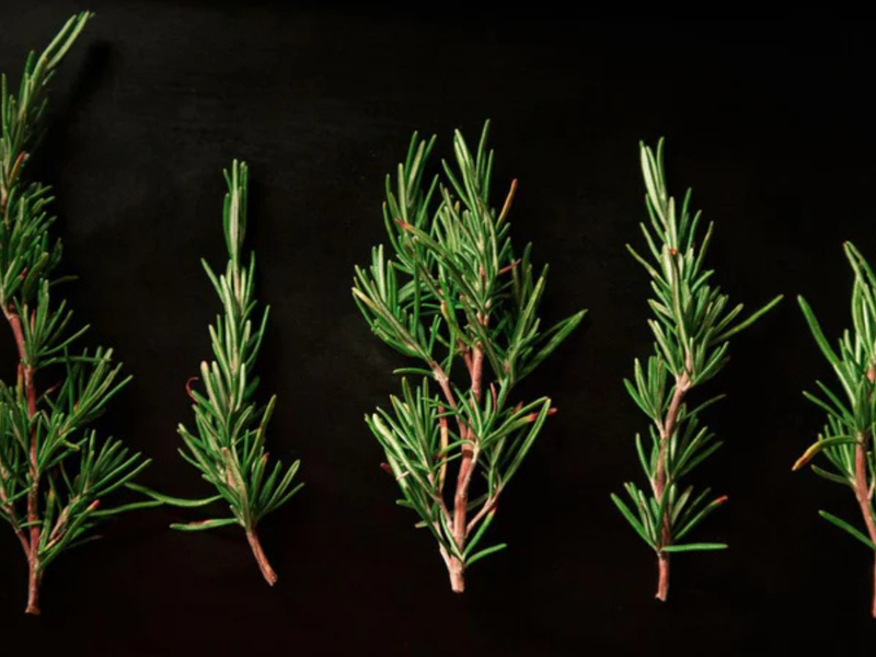 Rosemary's Fragrant Power: Cultivating and Utilizing This Aromatic Herb at Home