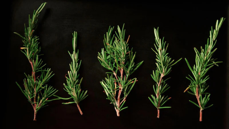 Rosemary's Fragrant Power: Cultivating and Utilizing This Aromatic Herb at Home