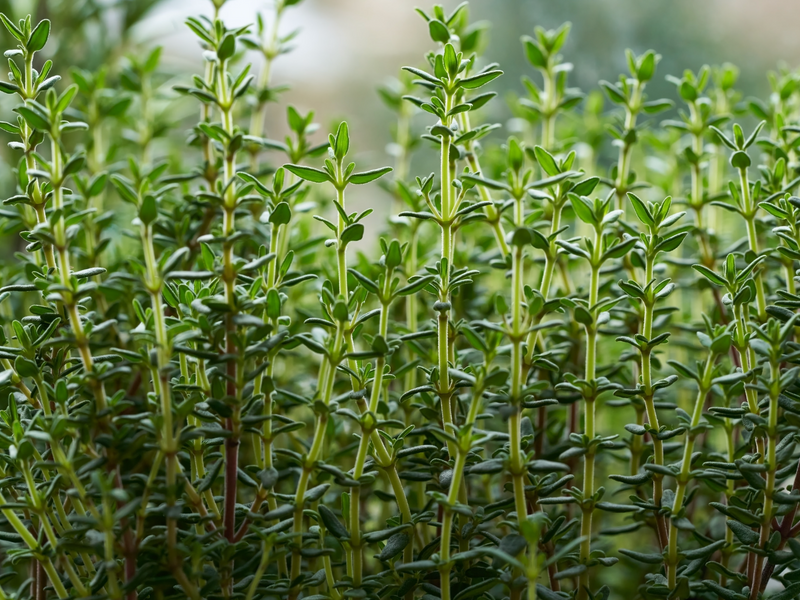 Thyme as Substitute of Salt: Using Thyme to Reduce Sodium Intake