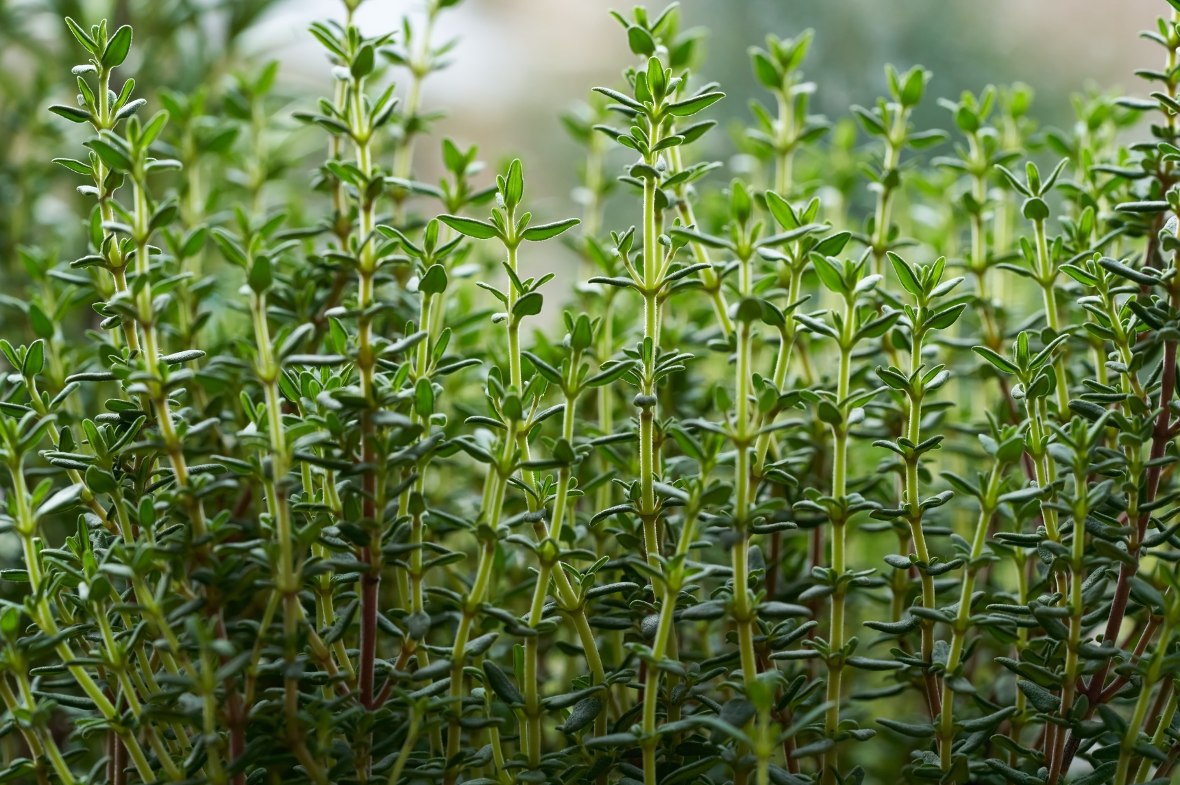 Thyme as Substitute of Salt: Using Thyme to Reduce Sodium Intake