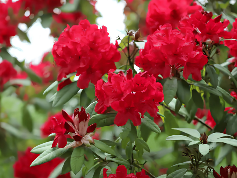 The Most Eco-Friendly Way to Source Buransh Flowers