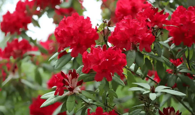 The Most Eco-Friendly Way to Source Buransh Flowers