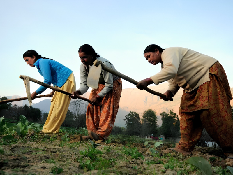 The Power of Collaboration: How Nirvana Organics Partners with Women Farmers for Success