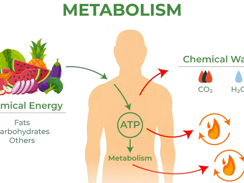 The Science Behind Apple Cider Vinegar and Metabolism