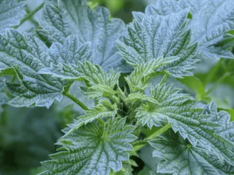   The Ultimate Healing Power of Rhododendron & Nettle Tea Revealed