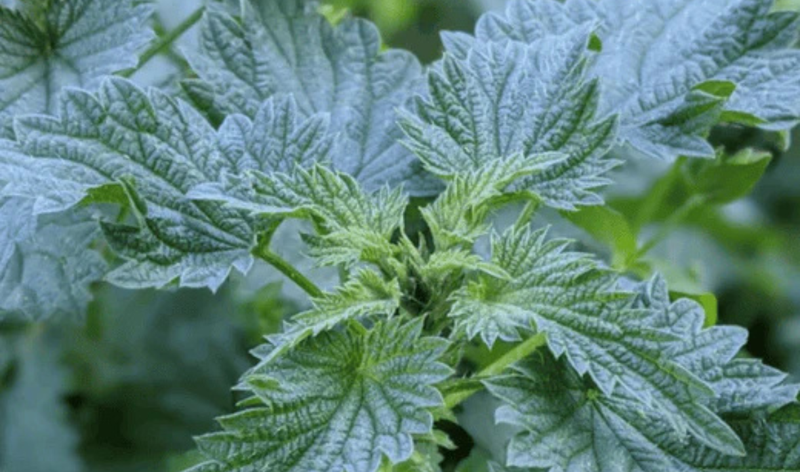 The Ultimate Healing Power of Rhododendron & Nettle Tea Revealed
