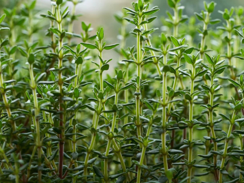 Thyme as Substitute of Salt: Using Thyme to Reduce Sodium Intake