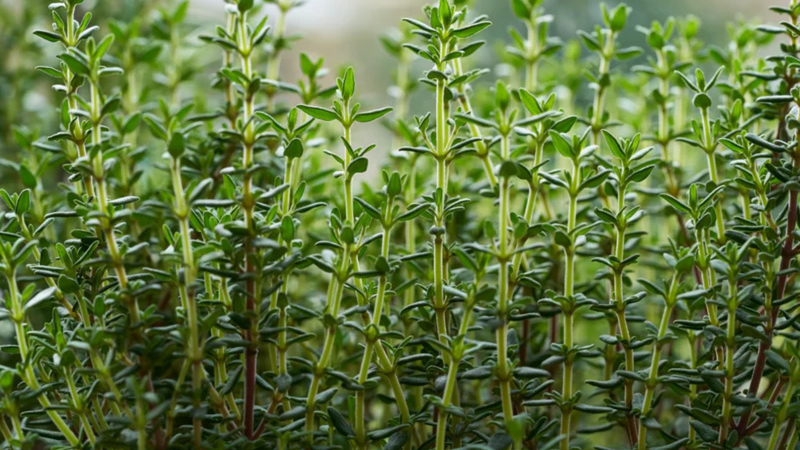 Thyme as Substitute of Salt: Using Thyme to Reduce Sodium Intake