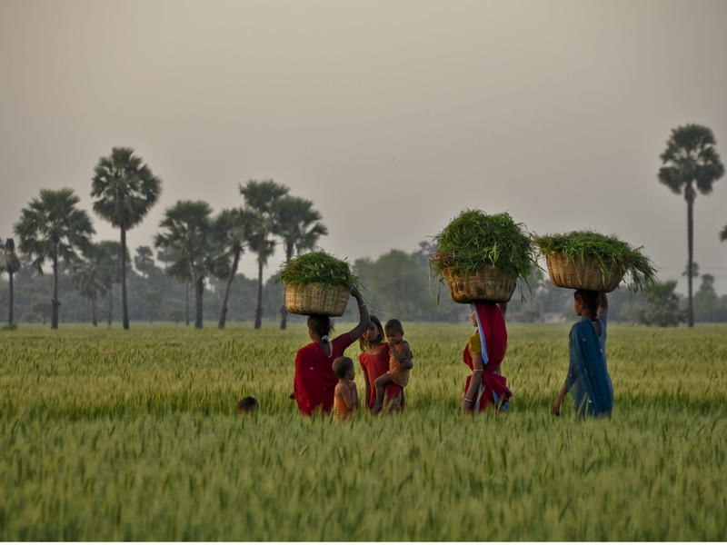 Cultivating Change: Nirvana Organic & The OCS Foundation's Sustainable Agriculture Mission