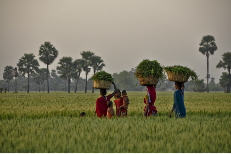 Cultivating Change: Nirvana Organic India  & The OCS Foundation's Sustainable Agriculture Mission