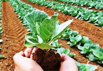 Conventional vs. Organic Farming: A Tale of Two Approaches