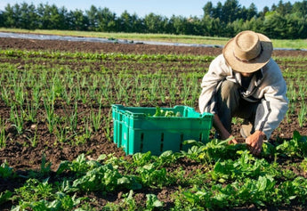 The Healing Power of Organic Foods