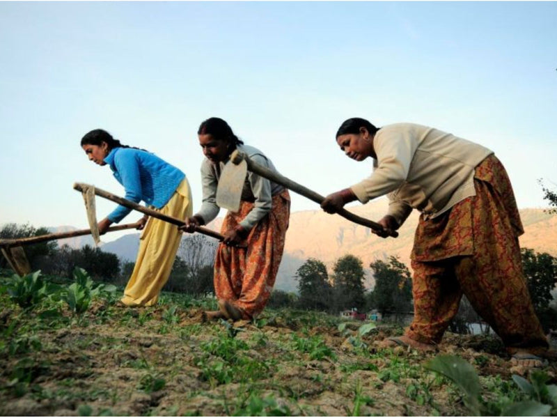 The Power of Collaboration: How Nirvana Organics Partners with Women Farmers for Success