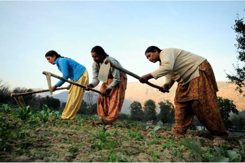 The Power of Collaboration: How Nirvana Organics Partners with Women Farmers for Success