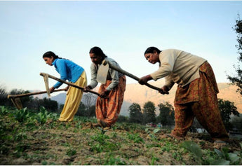 The Power of Collaboration: How Nirvana Organics Partners with Women Farmers for Success