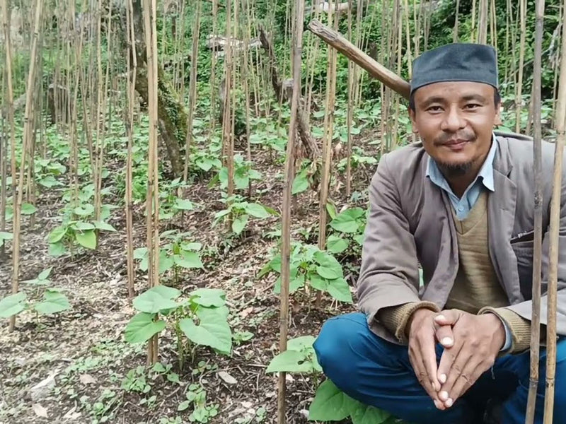 How Himalayan Rajma is Cultivated: A Glimpse into Traditional Farming