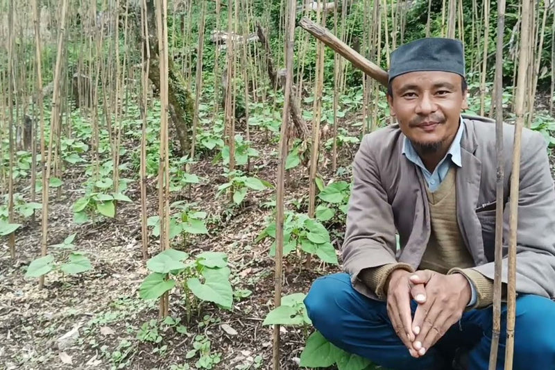 How Himalayan Rajma is Cultivated: A Glimpse into Traditional Farming