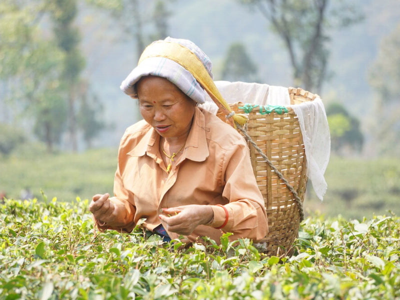Building a Better Future: How You Can Support Women Farmers in the Himalayas
