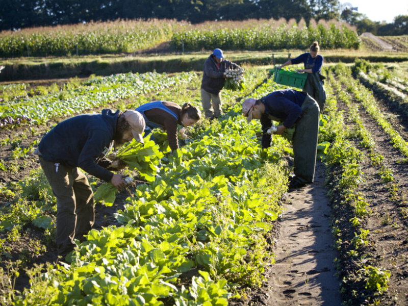 Evolving Organic Farming in India: A Green Revolution